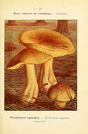 Image de Tricholoma