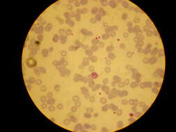 Image of apicomplexan parasites