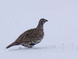 Image of Gunnison sage-grouse; greater sage-grouse