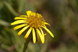 Inula multicaulis Fisch. & C. A. Mey. resmi