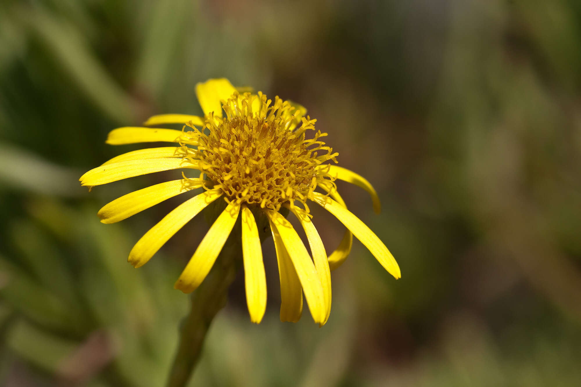 Inula multicaulis Fisch. & C. A. Mey. resmi