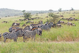 Image of zebra
