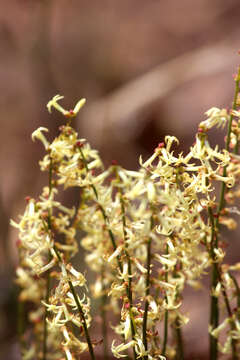 Image of Stackhousia monogyna Labill.