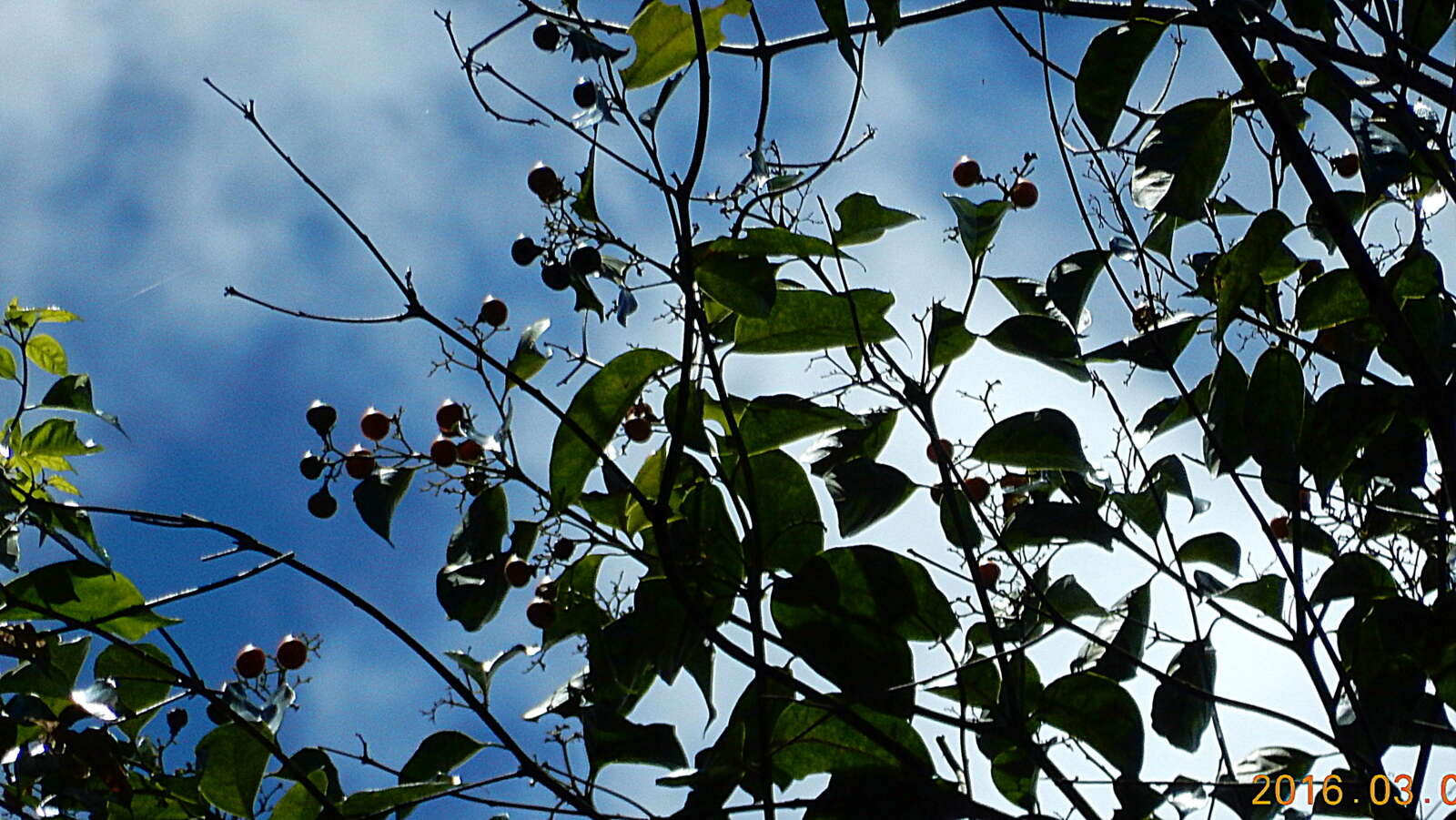 Plancia ëd Cordia acutifolia Fresen.