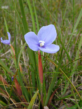 Imagem de Patersonia fragilis (Labill.) Asch. & Graebn.