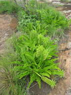 صورة Eucomis autumnalis (Mill.) Chitt.