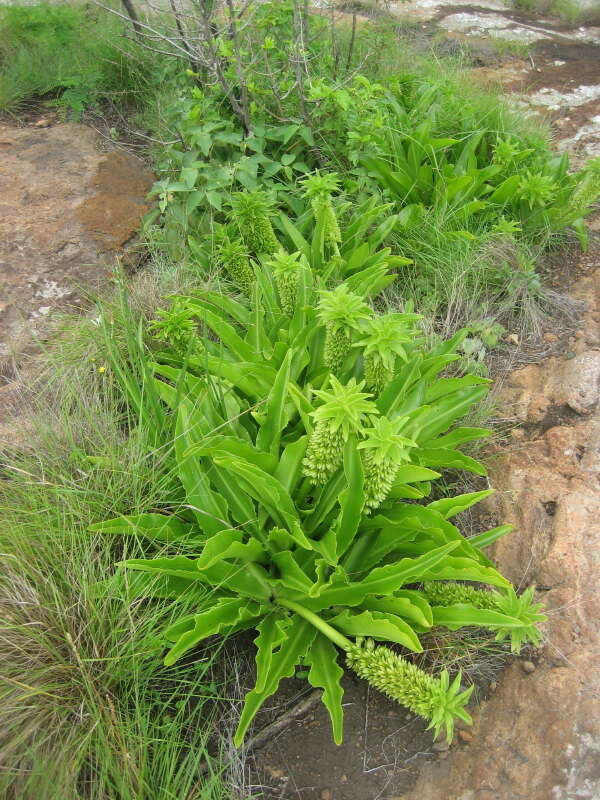 صورة Eucomis autumnalis (Mill.) Chitt.