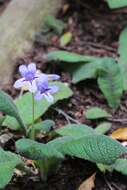 Streptocarpus formosus (Hilliard & B. L. Burtt) T. J. Edwards resmi