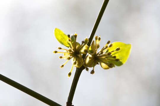 Image of Dogwoods