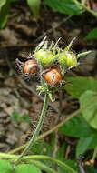 Plancia ëd Jacquemontia sphaerostigma (Cav.) Rusby