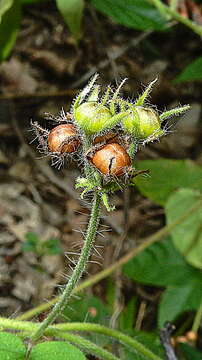 Plancia ëd Jacquemontia sphaerostigma (Cav.) Rusby