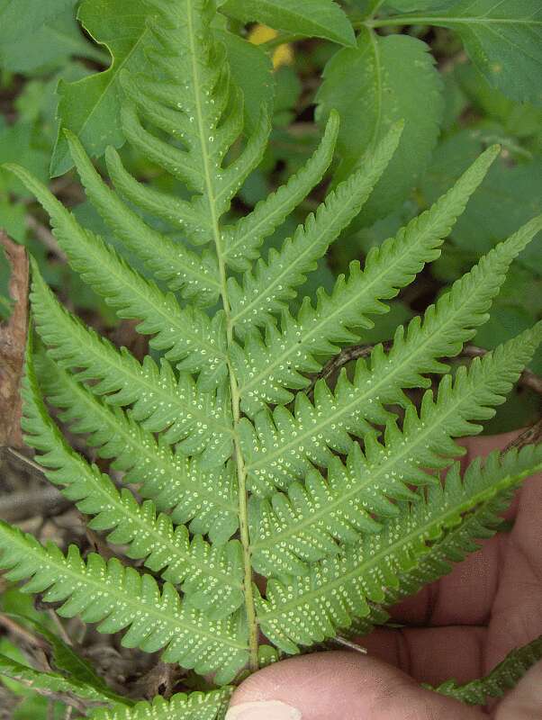 Image of Pai'i'iho