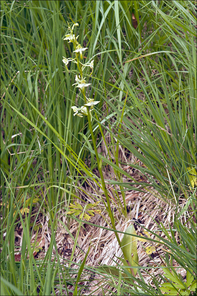 Image of Fringed orchids