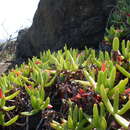 صورة Carpobrotus glaucescens (Haw.) Schwant.