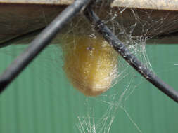 Image of Nephilidae