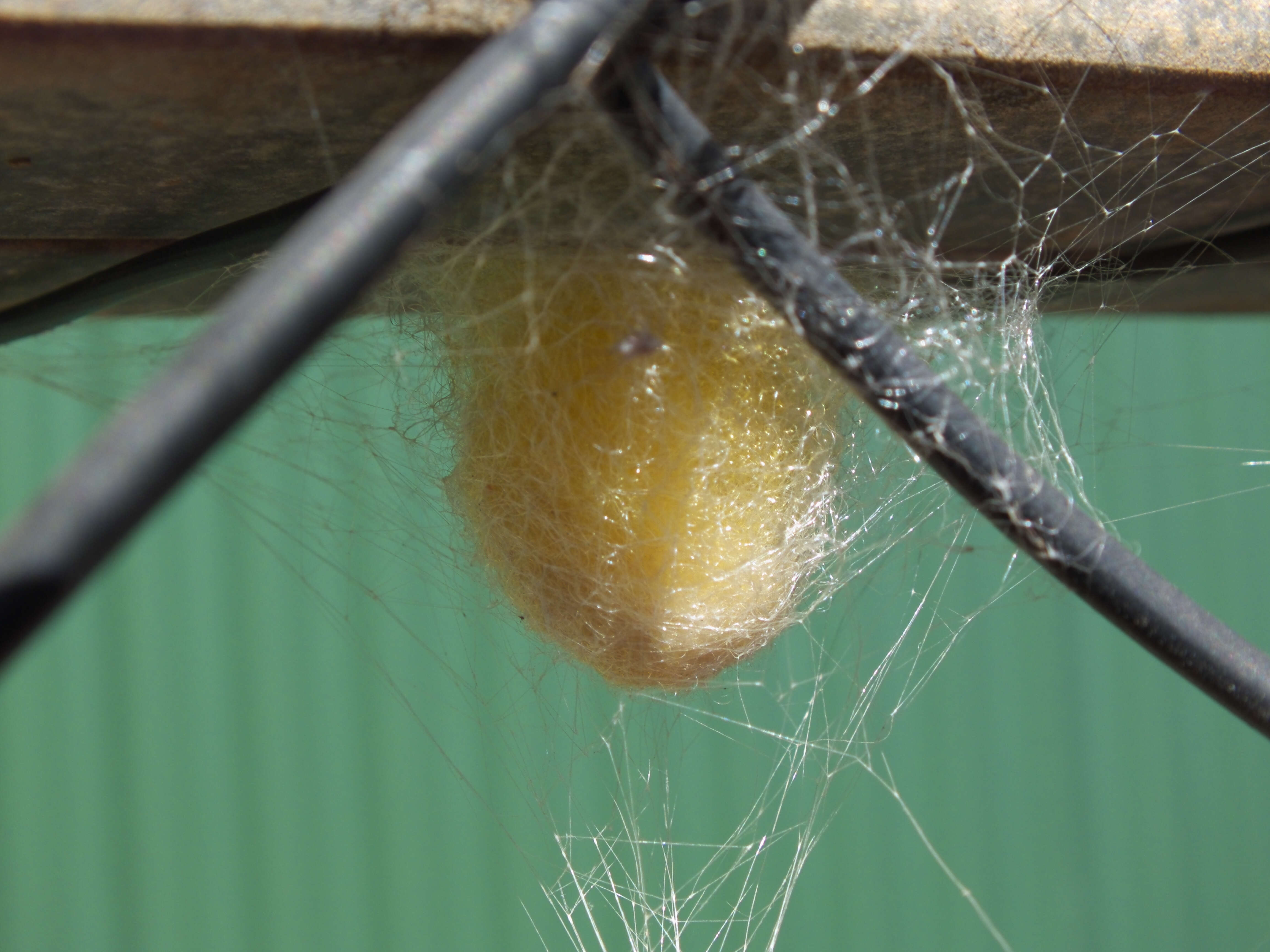 Image of Nephilidae