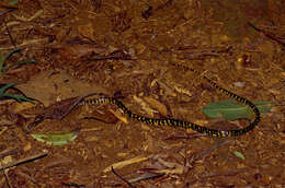 Image of Siphlophis Fitzinger 1843