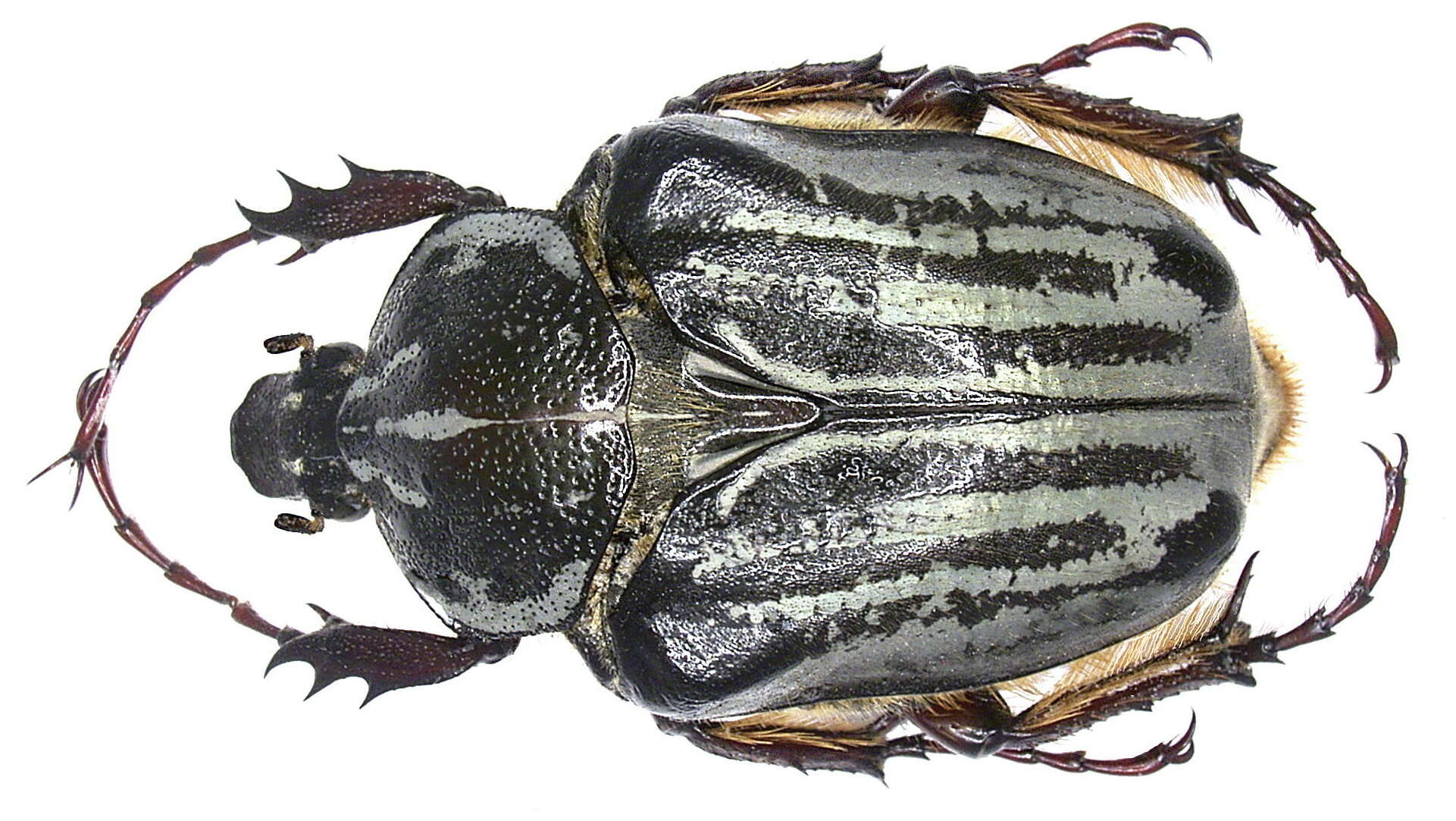 Image of Argyrophegges