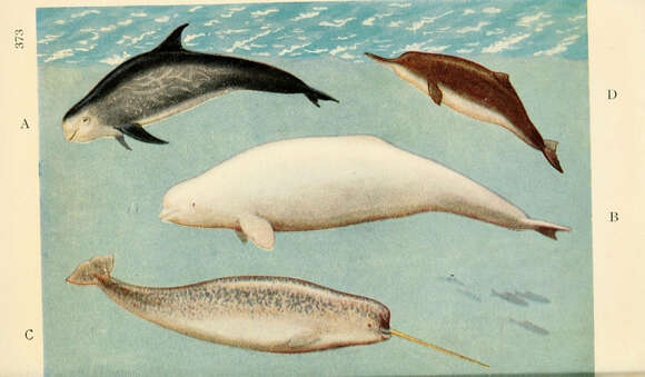 Image of Grampus Gray 1828