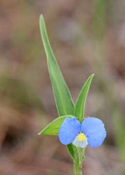 Image of Blousel Blommetjie