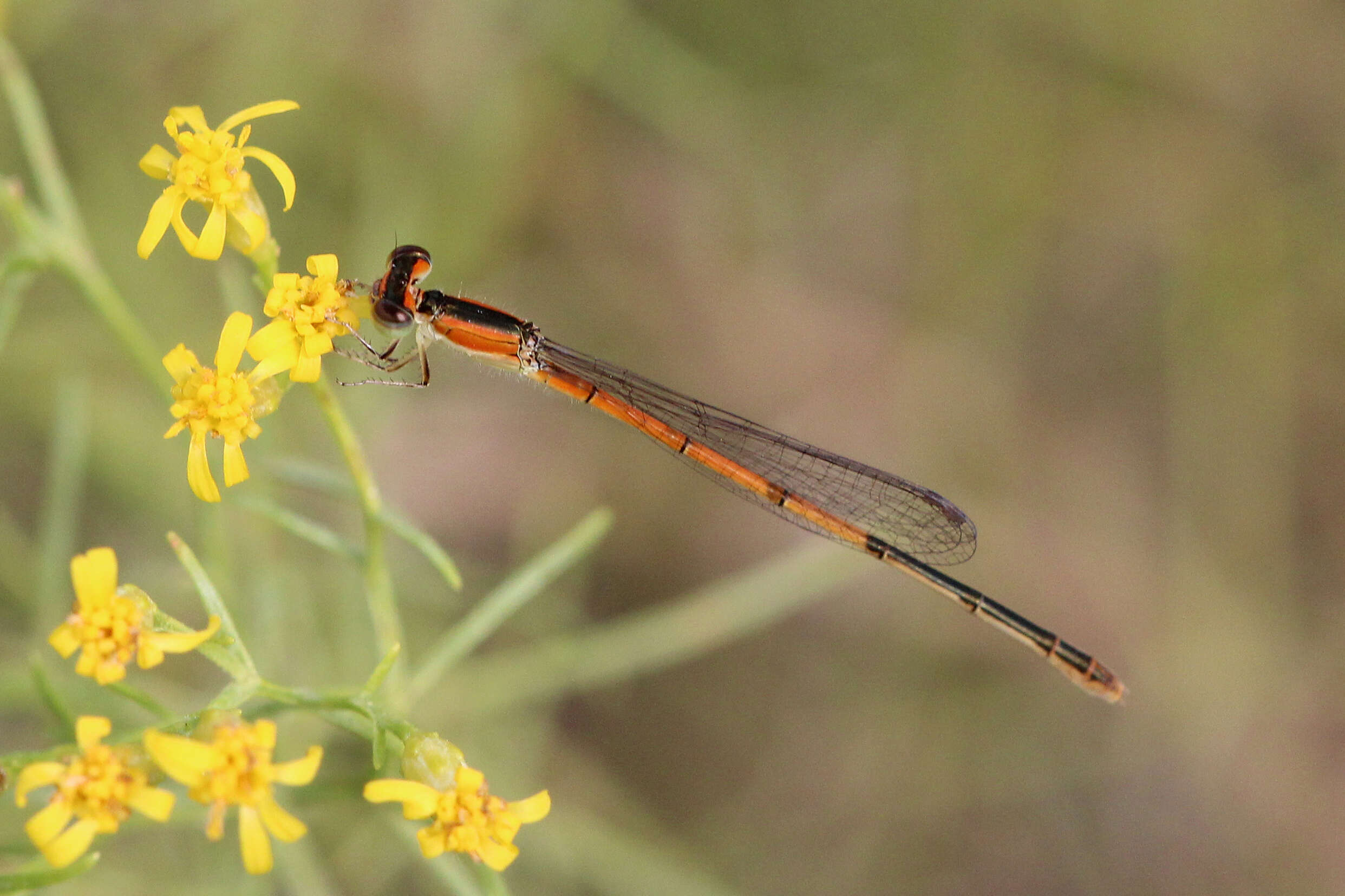 Image of Citrine Forktail