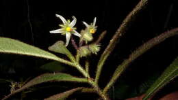 Image of Solanum polytrichum Moric.