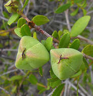 Image of Colliguaja odorifera Molina