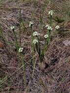 Image of bushmint