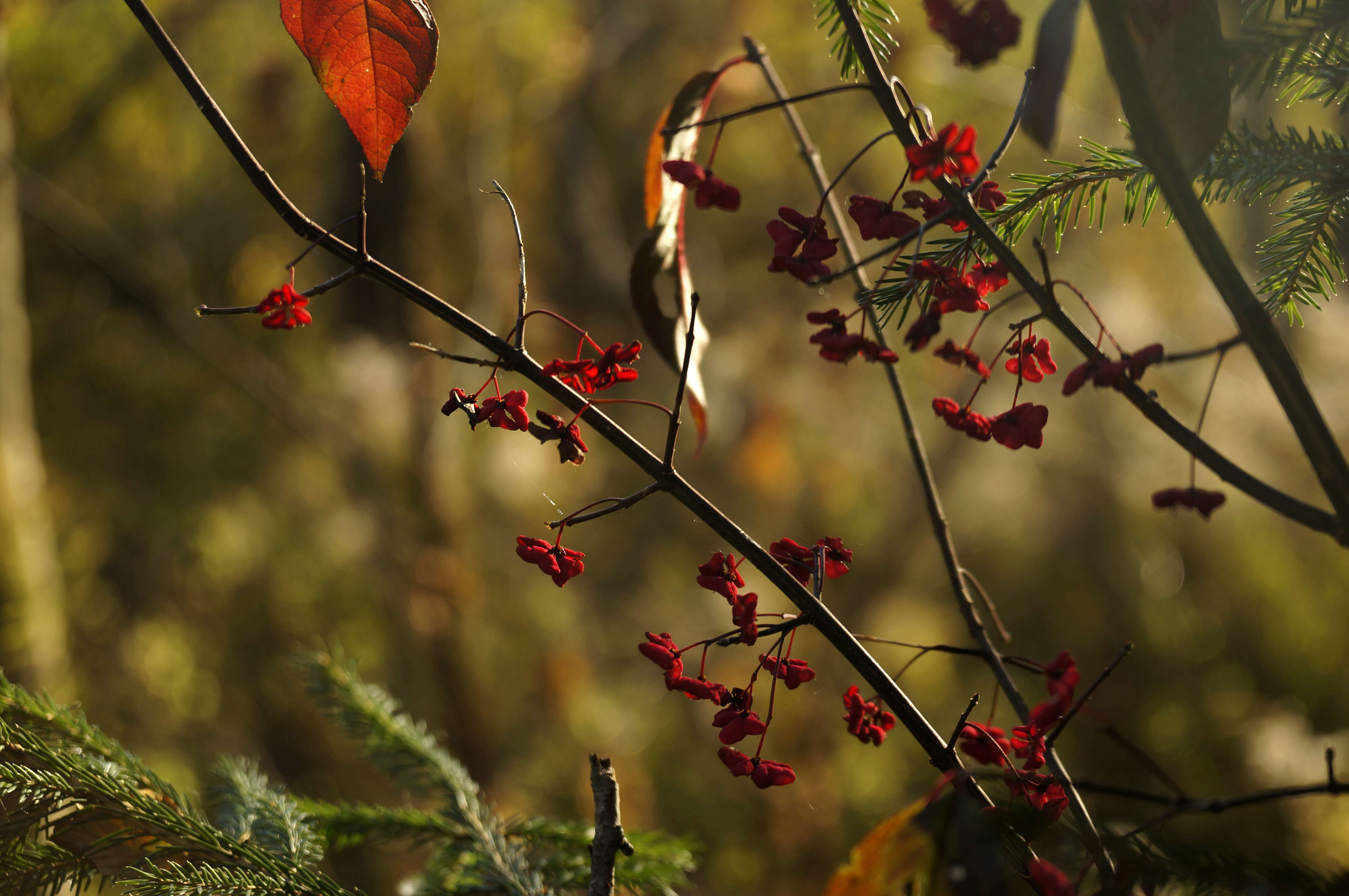 Imagem de Euonymus