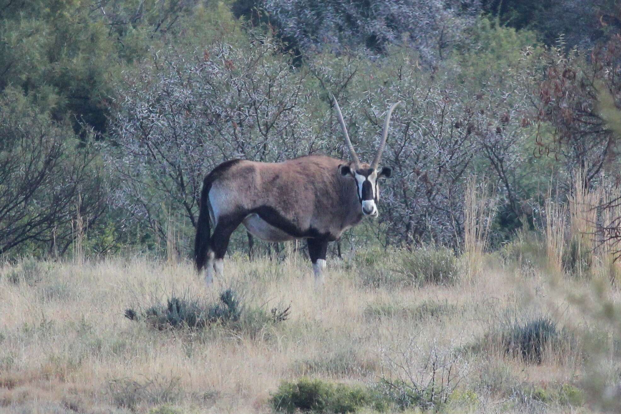 Image of Oryx gazella gazella