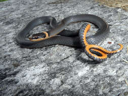 Image of ringneck snake
