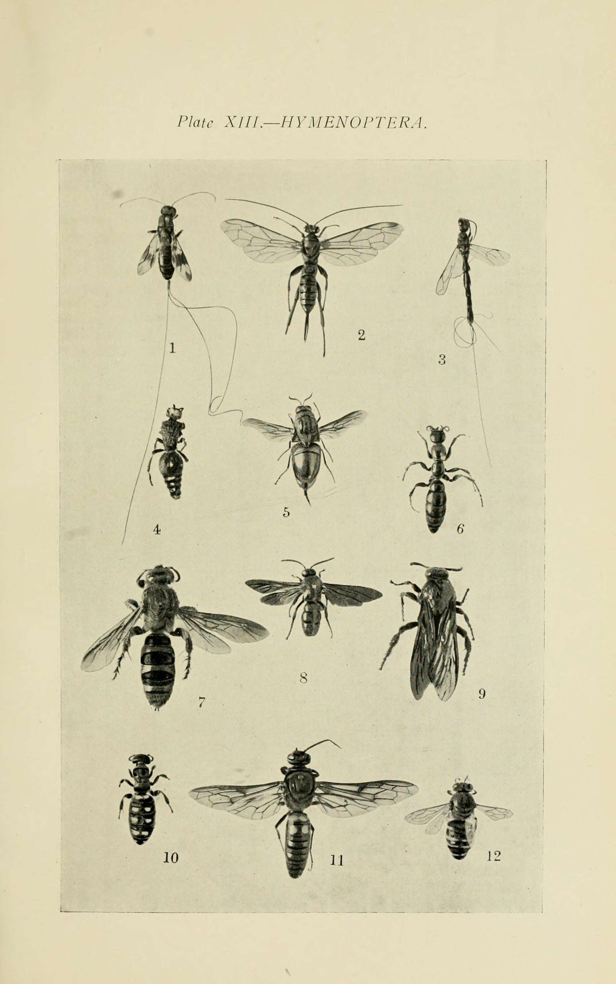 Image of long-tailed wasps