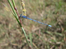 Image of Familiar Bluet