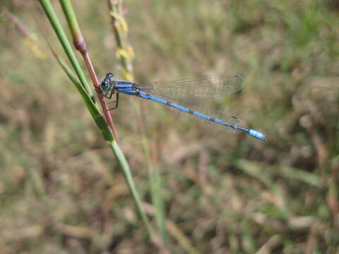 Image of bluet