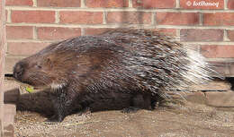 Image of Indian Crested Porcupine