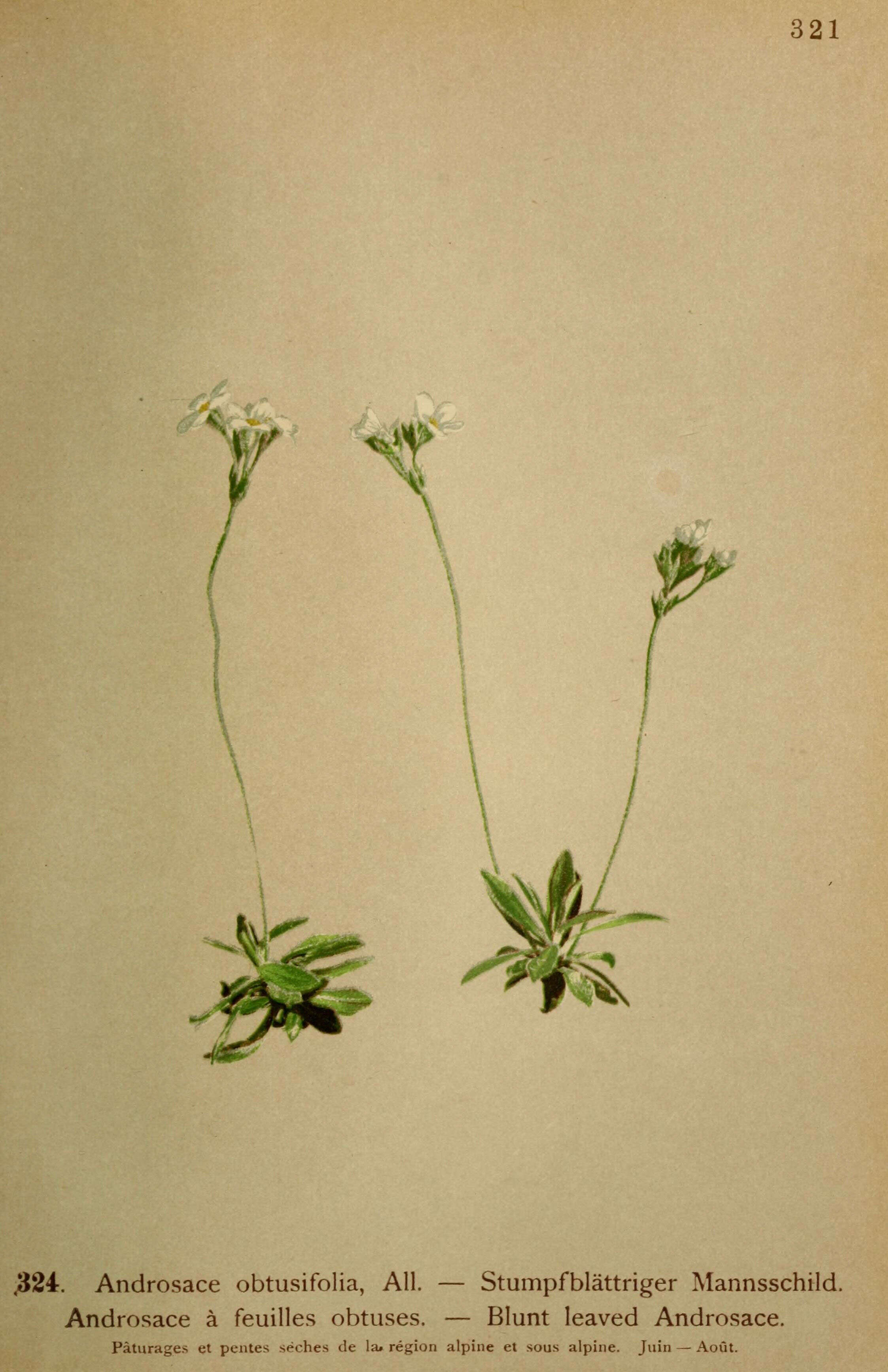 Image of Androsace obtusifolia All.