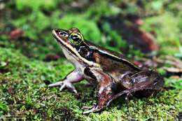 Image of Green-eyed Frog