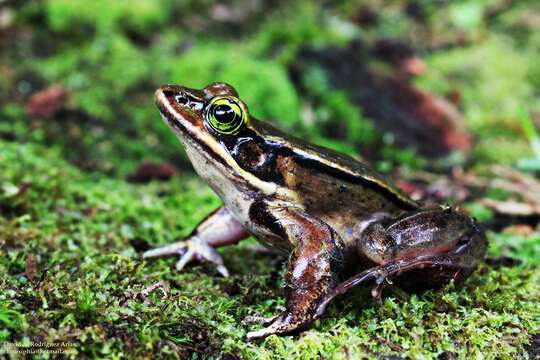 Image de Lithobates vibicarius (Cope 1894)