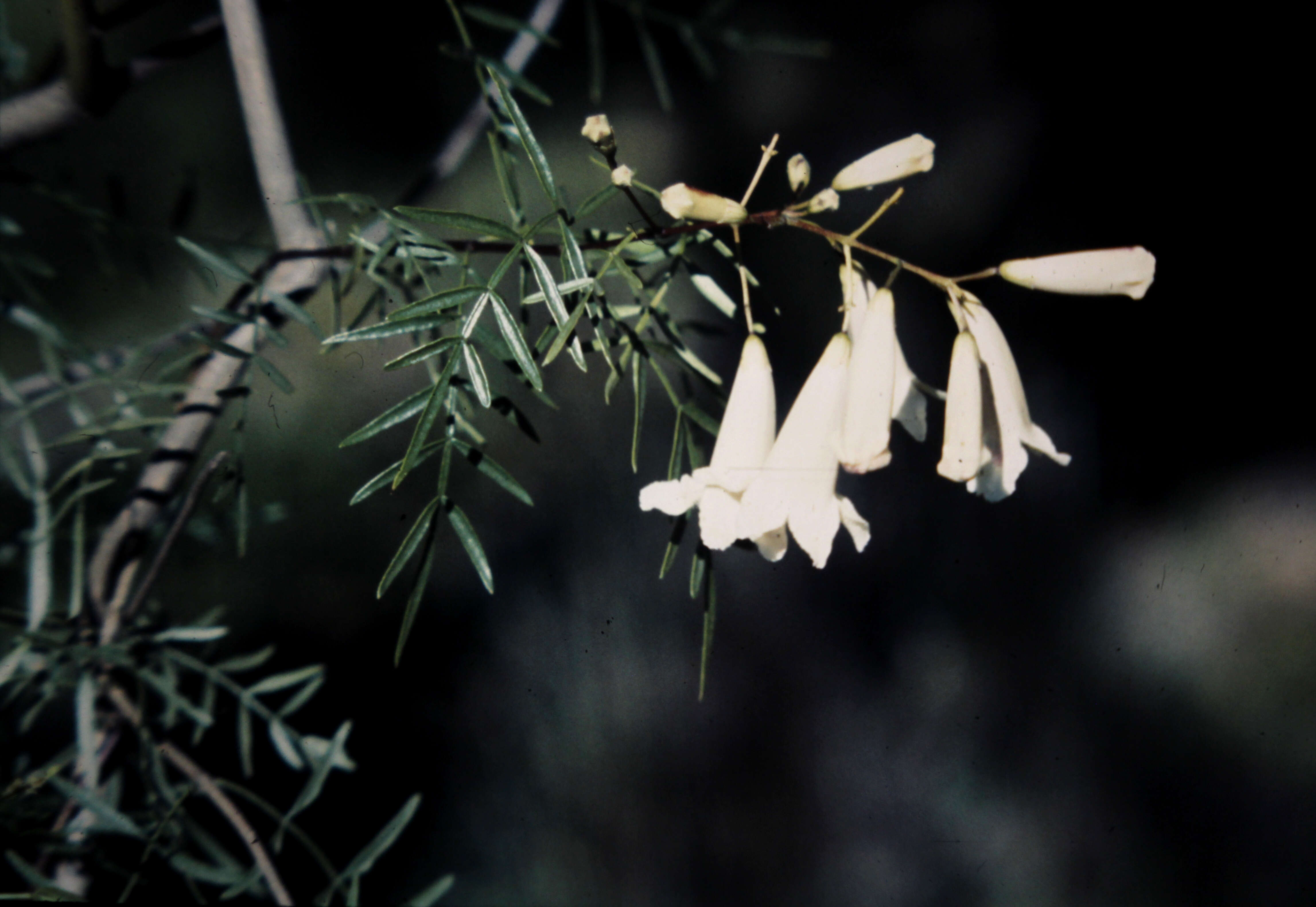 Image of Inland Wonga Vine