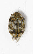 Image of Furniture Carpet Beetle