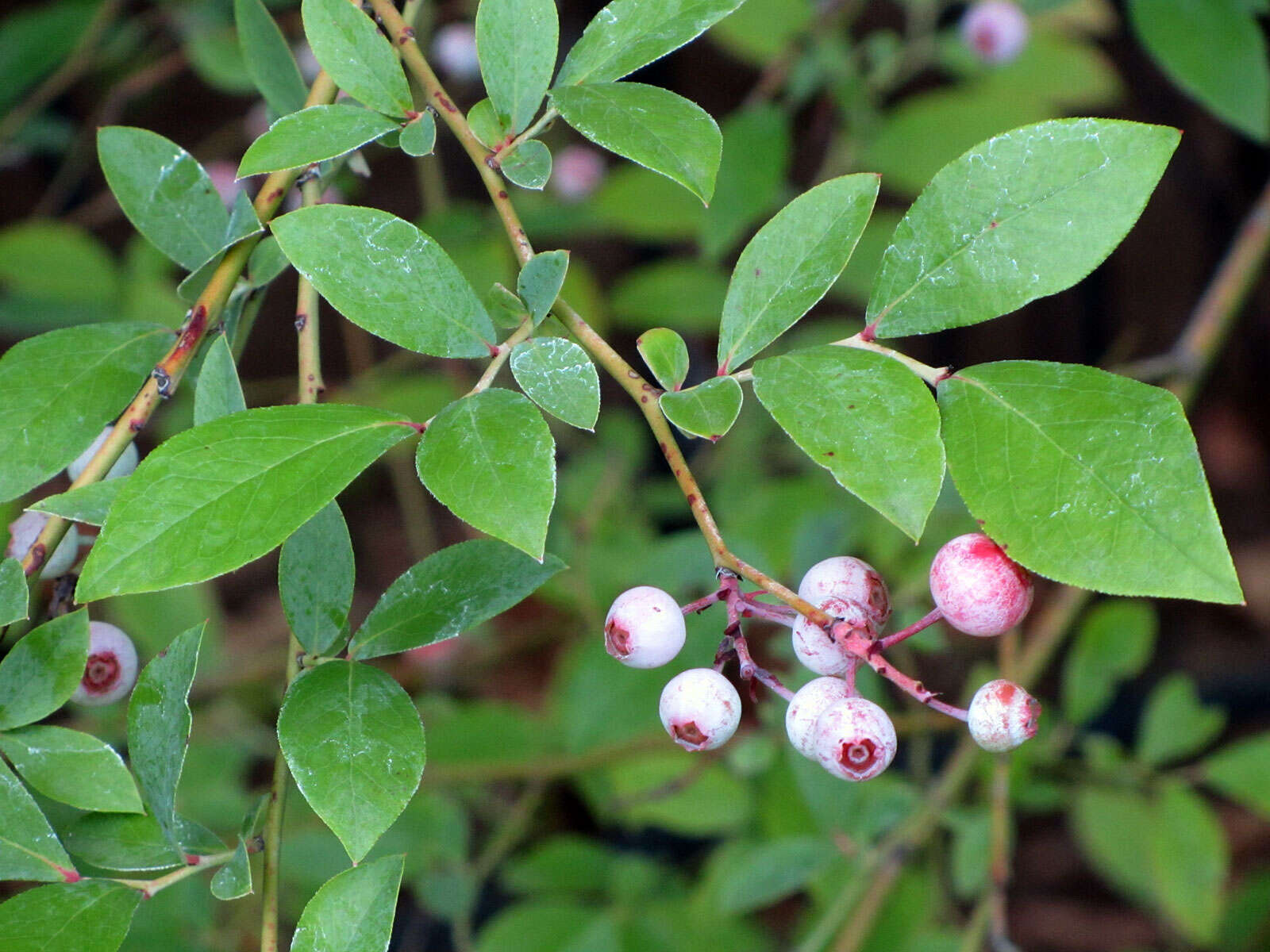 Image of blueberry