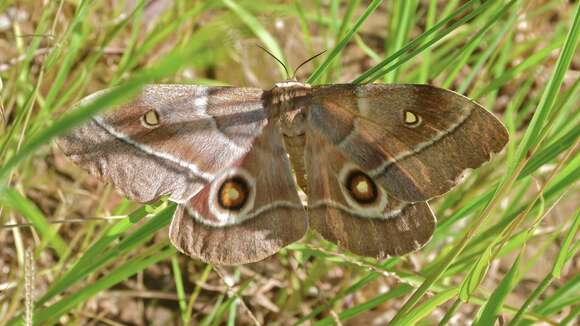 Image of Gonimbrasia belina Westwood 1849