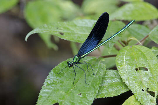 Image of Matrona basilaris japonica