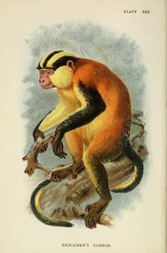 Слика од Cercopithecus pogonias Bennett 1833