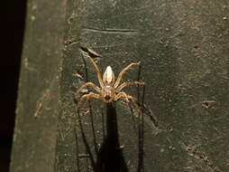 Image of lynx spider