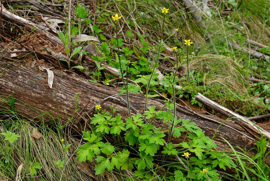 Image of Ranunculus scapiger Hook.