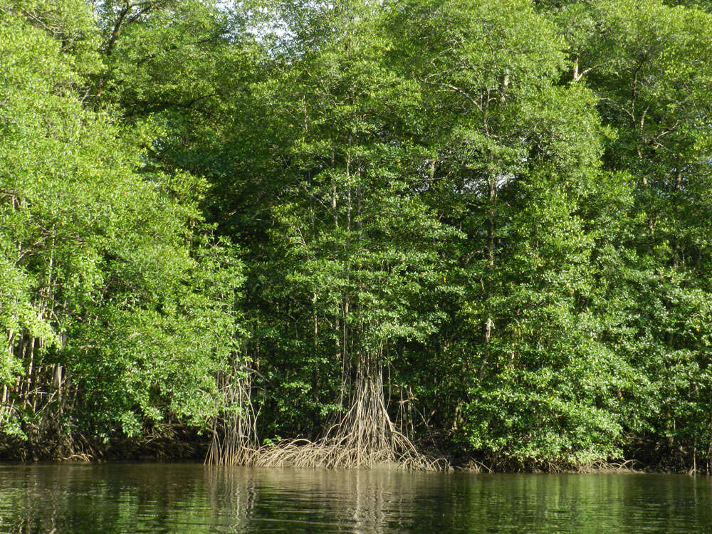 Image of Rhizophora racemosa G. F. W. Meyer