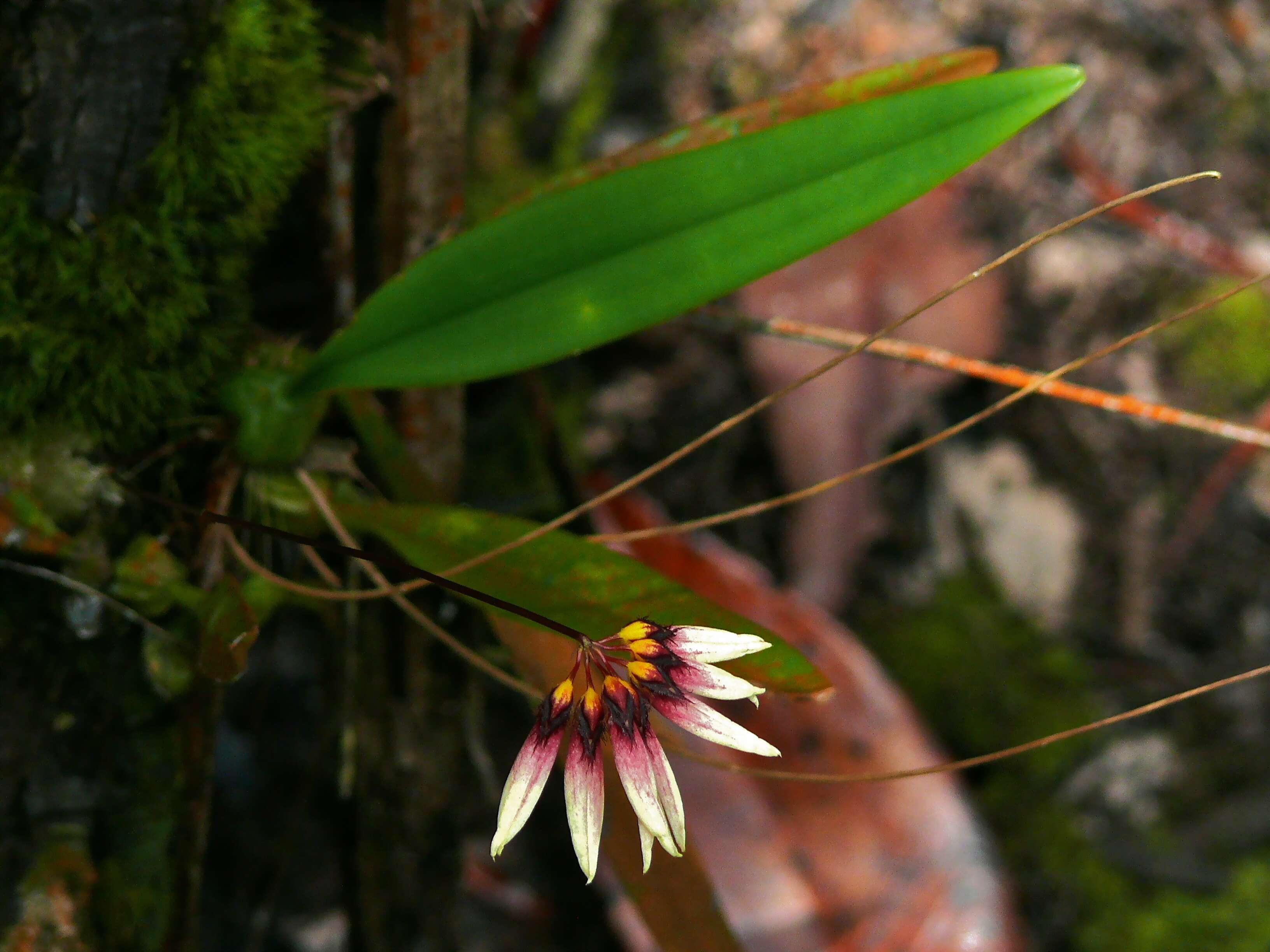 Image of Bulbophyllum cumingii (Lindl.) Rchb. fil.