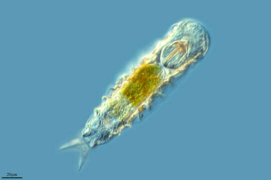 Image of Taphrocampa