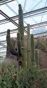 Image of saguaro